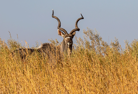 Kudu-in-grass-JB906