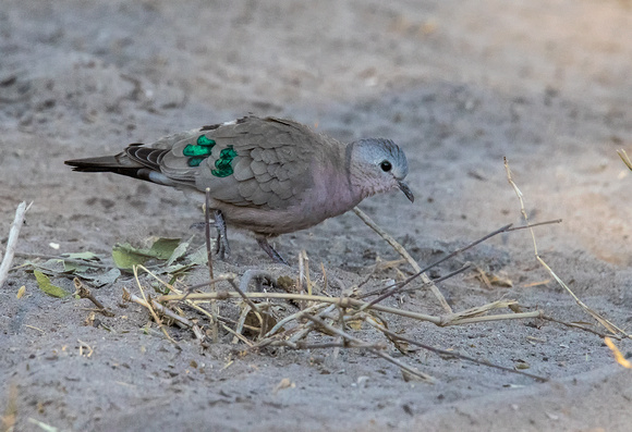 Emerald-Spotted-Wood-Dove-JB941