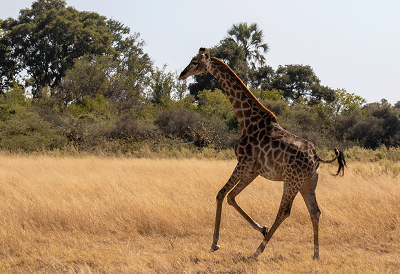 Giraffe-JB515