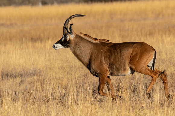 Roan-Antelope-JB951