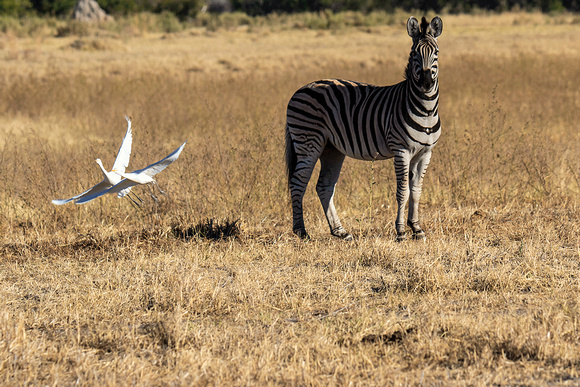 Zebra-with-Cattle-Egrets-JB605