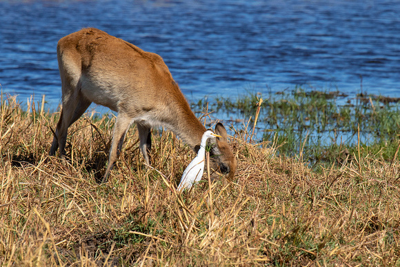 Red-Lechwe-with-Cattle-Egret-JB504