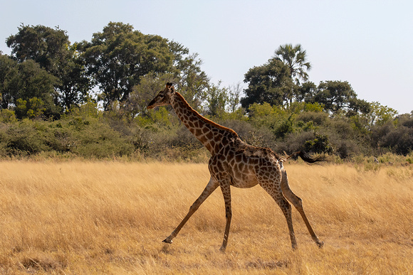 Giraffe-JB925