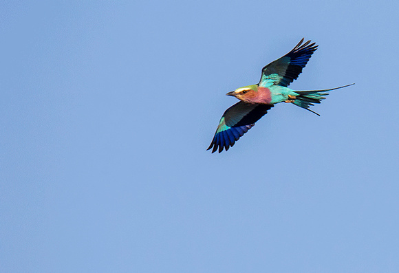Lilac-Breasted-Roller-JB205