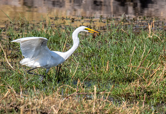 Great-Egret-with-fish-JB911