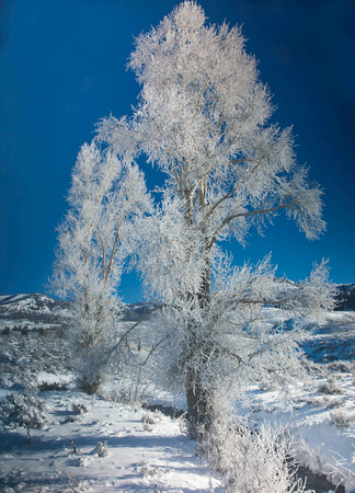 Winter-Tree-JB3008