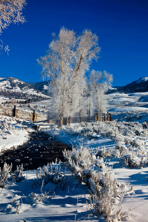 Winter-in-Yellowstone-JB3007