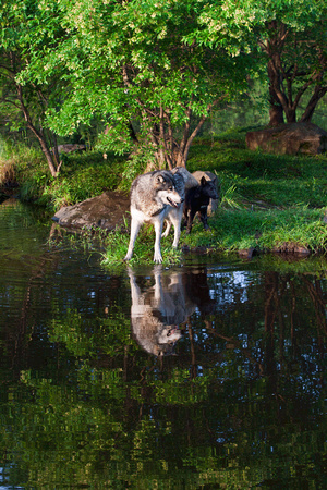 Wolf with pup reflection JB1627