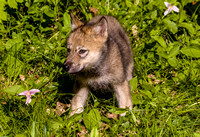 Wolf Pup JB508