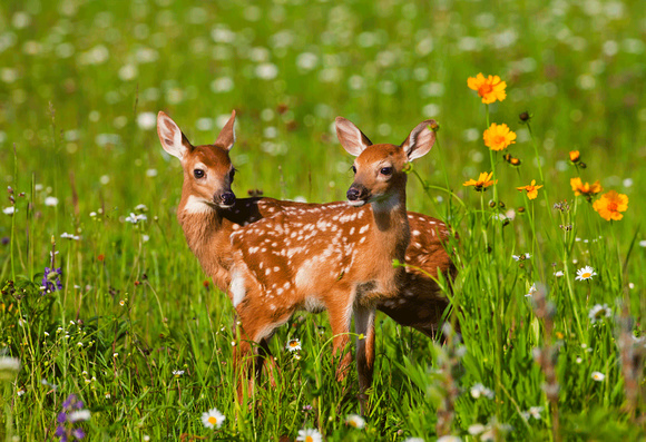 Baby Whitetail Deer in flowers JB1644