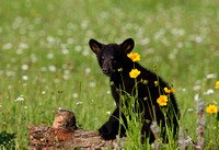 Black bear cub in flowers JB1624