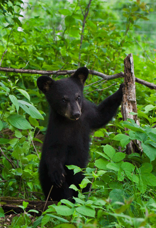 Black Bear Cub JB1800