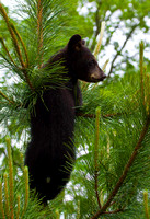 Black Bear Cub JB1801