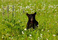 Black Bear Cub in flowers JB1623