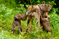 Coyote with pups JB1795
