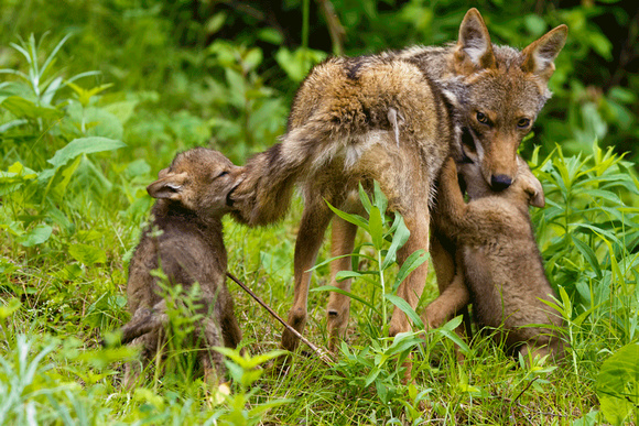 Coyote with pups JB1795