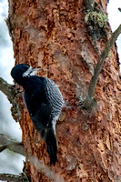 Black Backed Woodpecker JB902