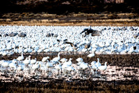 Sand-Hill-dancing-in-crowd-of-SnowGeese-JB201