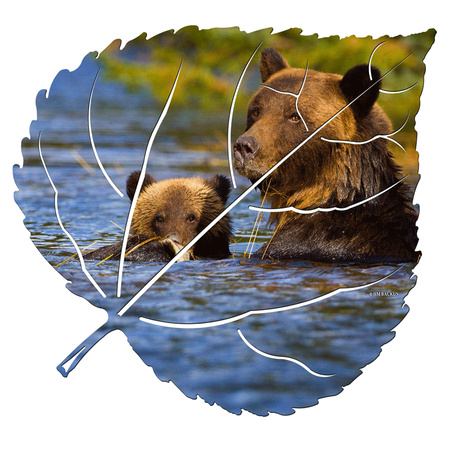 Grizzly-with-Cub-on-Aspen