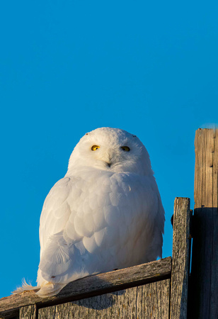 Snow Owl JB601