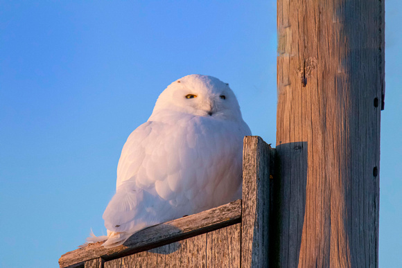 Snow Owl JB600