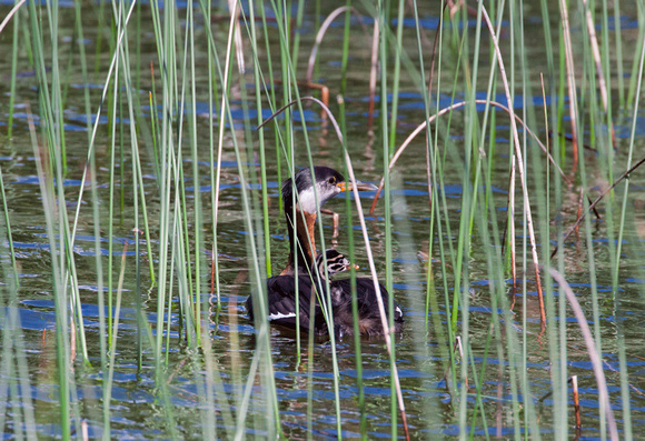 Red-Neck-Grebe with Baby JB1631