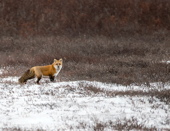 Red-Fox-in-Artic-JB232