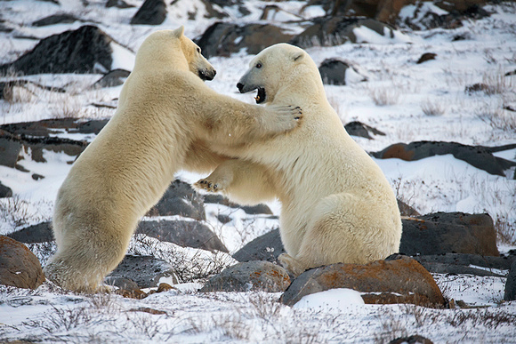 Two-Polar-Bears-JB238