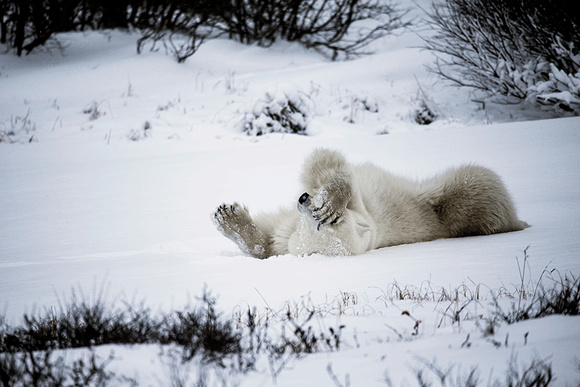 Polar-Bear'-Oh-No-JB215