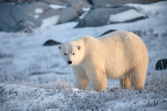 Polar-Bear-JB241