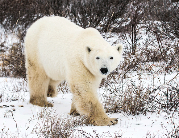 Polar-Bear-JB231