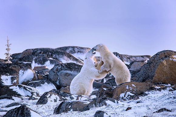 Polar-Bears-Playing-JB200