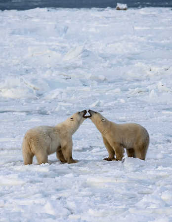 Polar-Bears-JB219