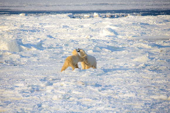 Polar-Bears-Playing-JB206