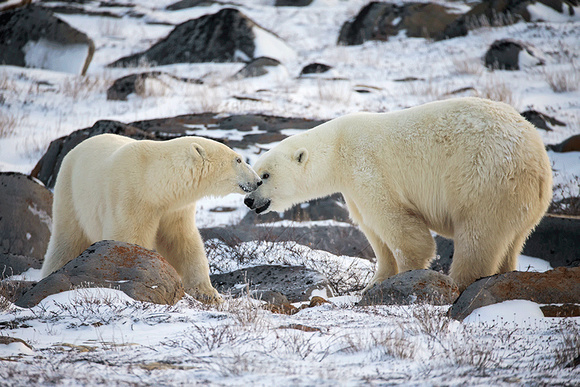 Two-Polar-Bears-JB237