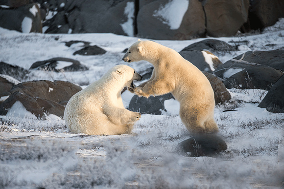 Two-Polar-Bears-JB239