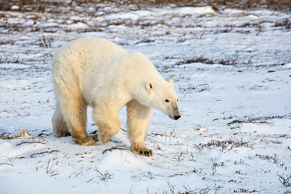 Polar-bear-JB6012
