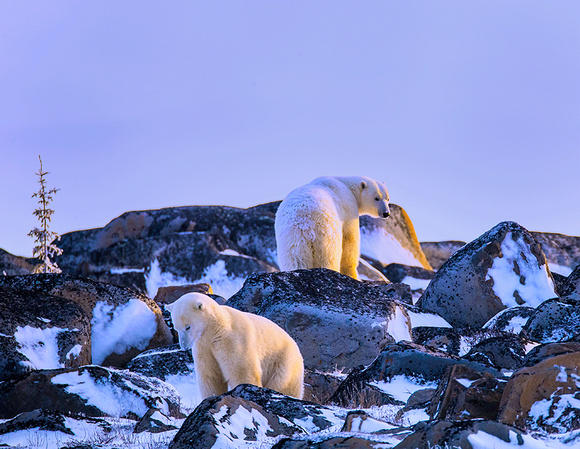 Polar-Bears-JB220