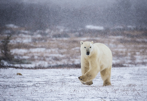 Polar-Bear-JB6008