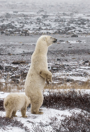 Polar-Bear-With-Cub-JB6001