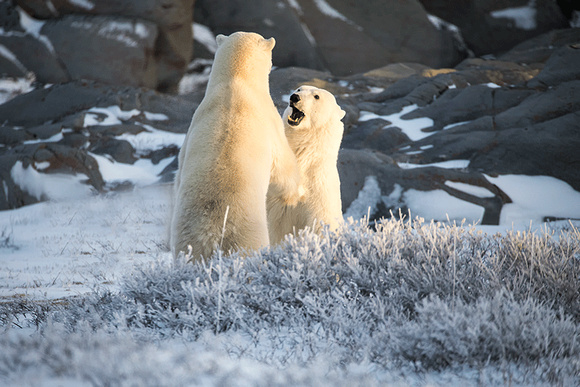 Polar-Bears-Playing-JB222