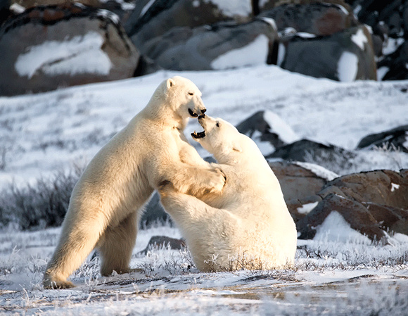 Polar-Bears-Playing-JB216