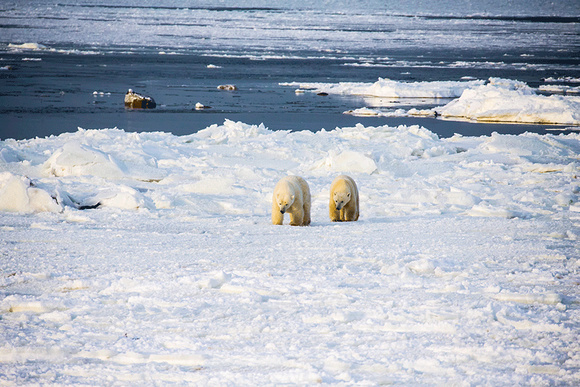 Polar-Bears-on-Ice-JB205