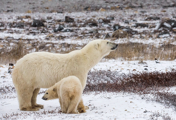Polar-bear-with-cub-JB6010