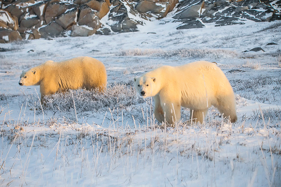 Polar-Bears-JB218