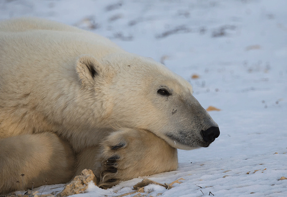 Polar-Bear-resting-JB6003