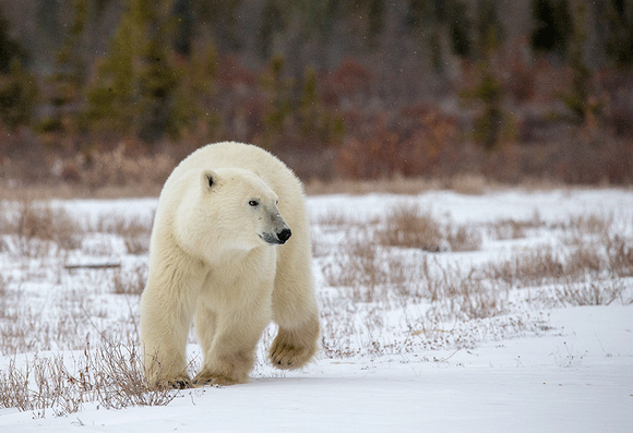 Polar-bear-JB6015