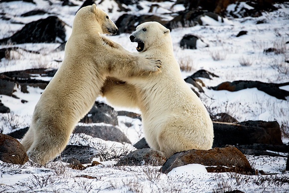 Polar-Bears-Playing-JB221