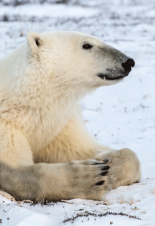 Polar-Bear-JB6018