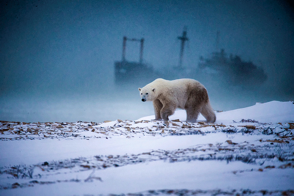 Polar-Bear-at-Ghost-Ship-JB203